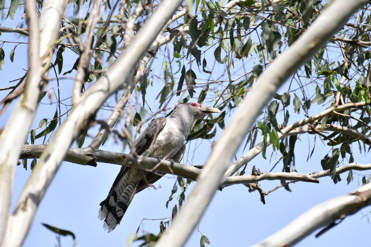 Channel-billed Cuckoo - ML646681284