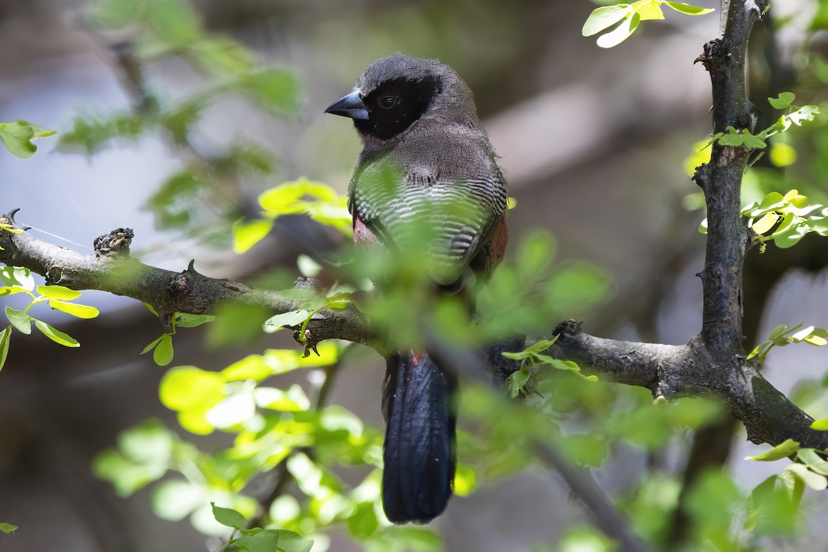 Black-faced Waxbill - ML646681285