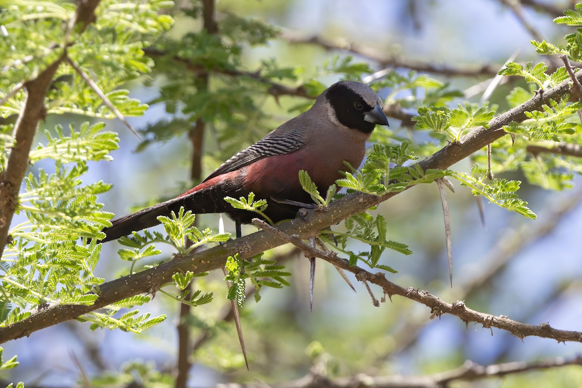 Black-faced Waxbill - ML646681286