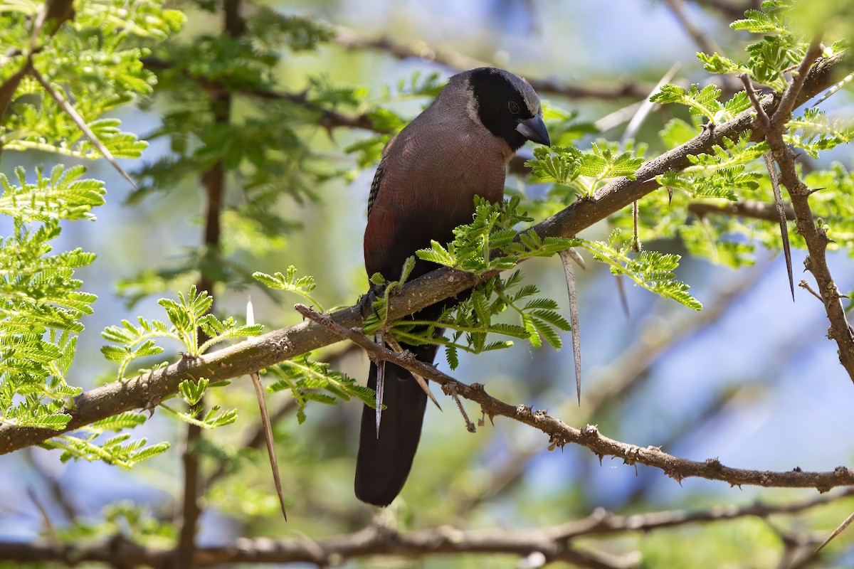Black-faced Waxbill - ML646681287