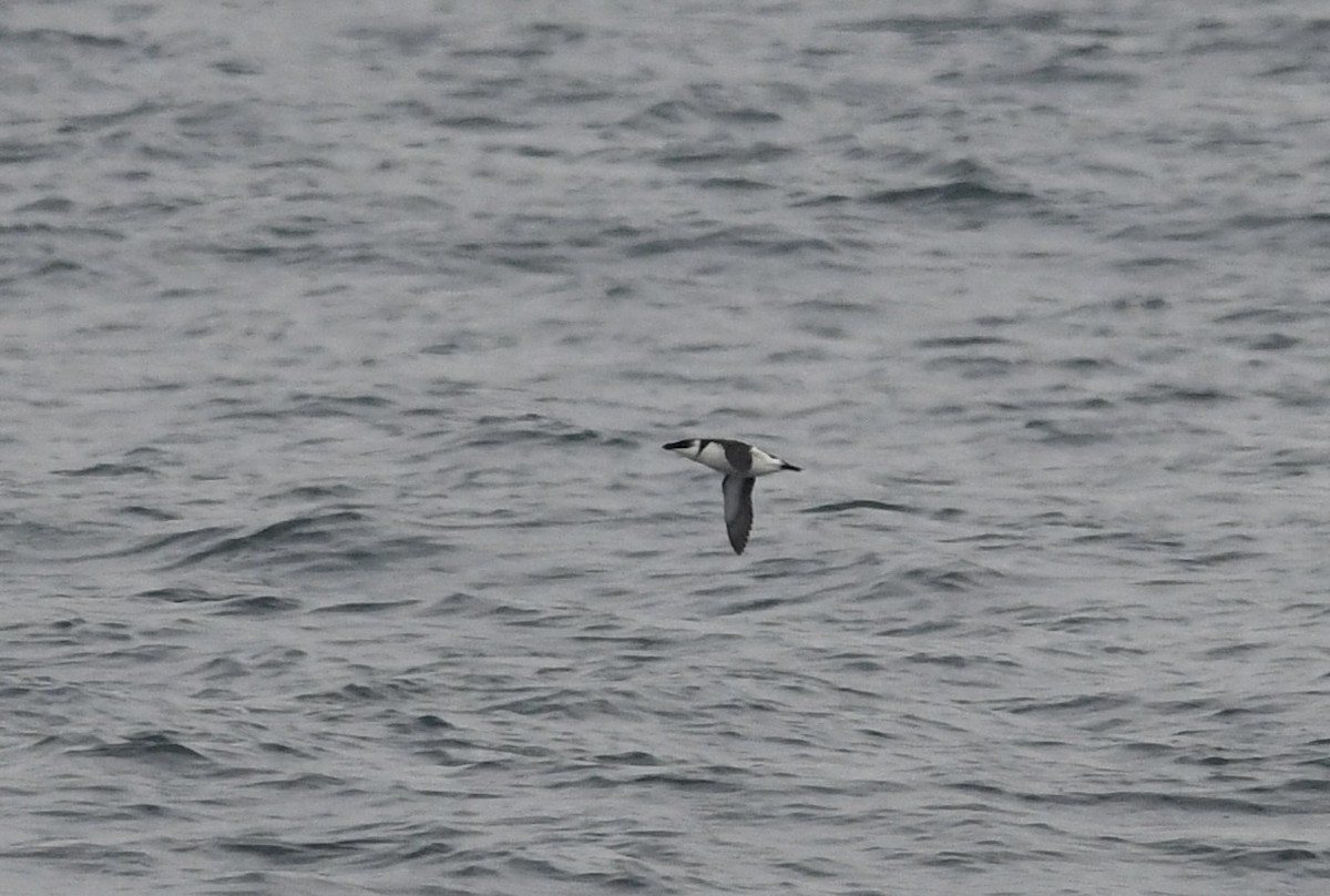 Tordalk - ML646681288