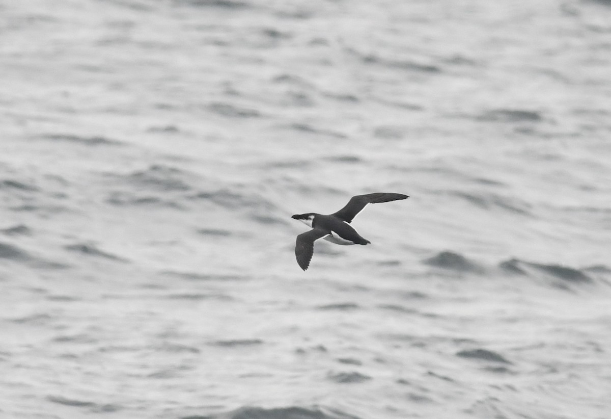 Tordalk - ML646681289