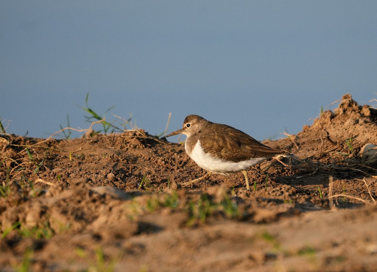 Common Sandpiper - ML646681290
