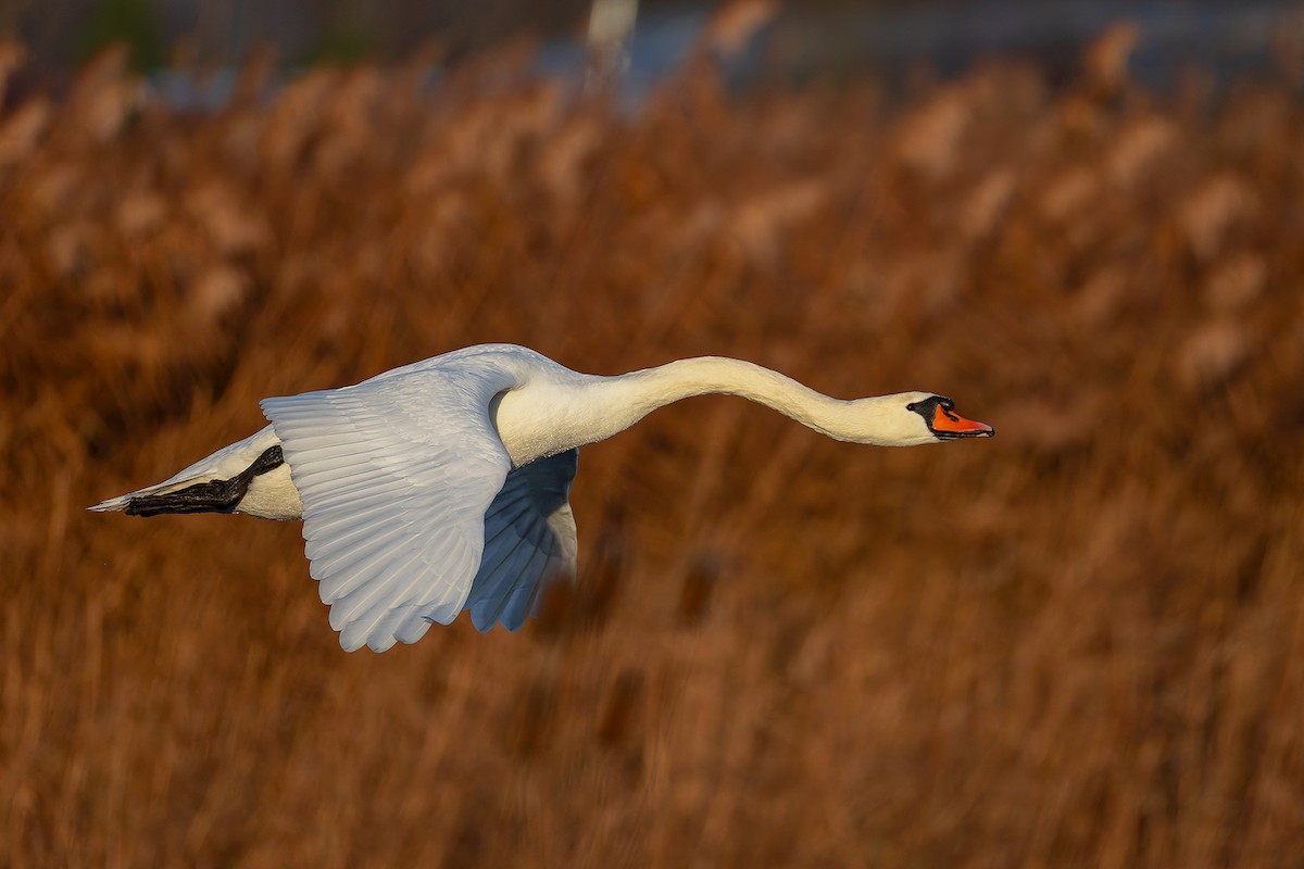 Лебедь-шипун - ML646681291