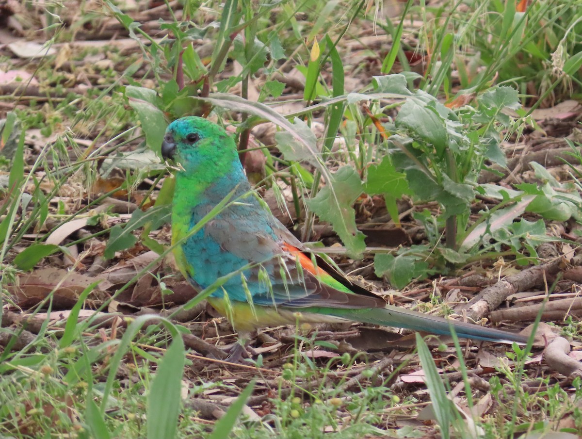 Red-rumped Parrot - ML646681293