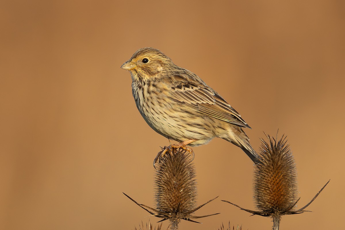 Corn Bunting - ML646681295