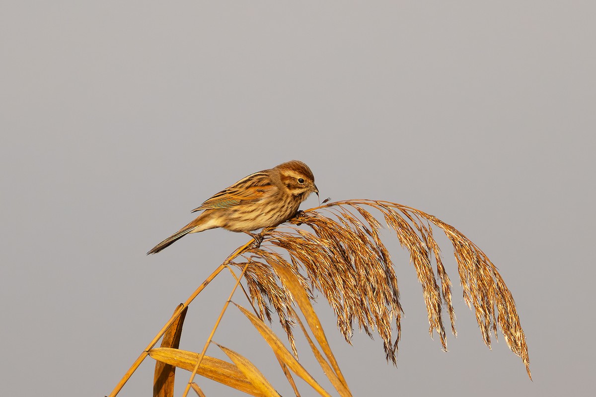 Reed Bunting - ML646681296