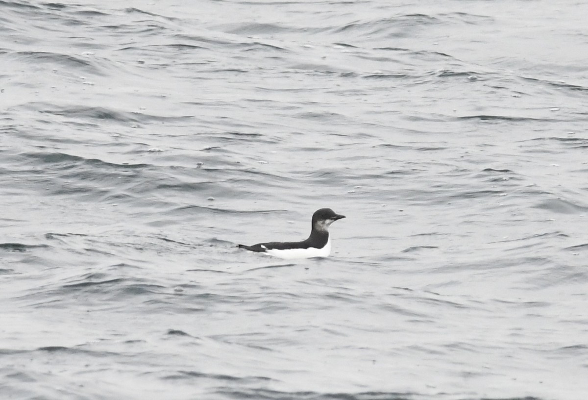 Thick-billed Murre - ML646681297
