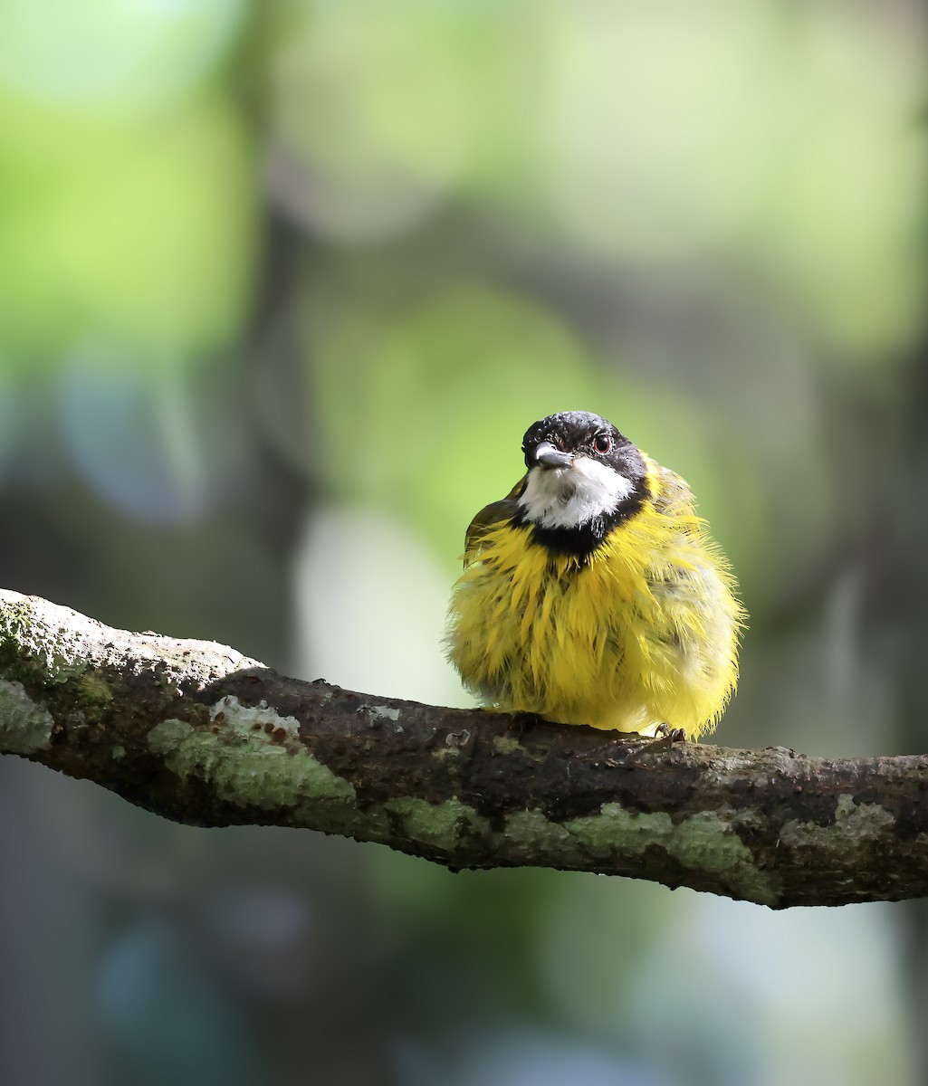 Golden Whistler - ML646681298