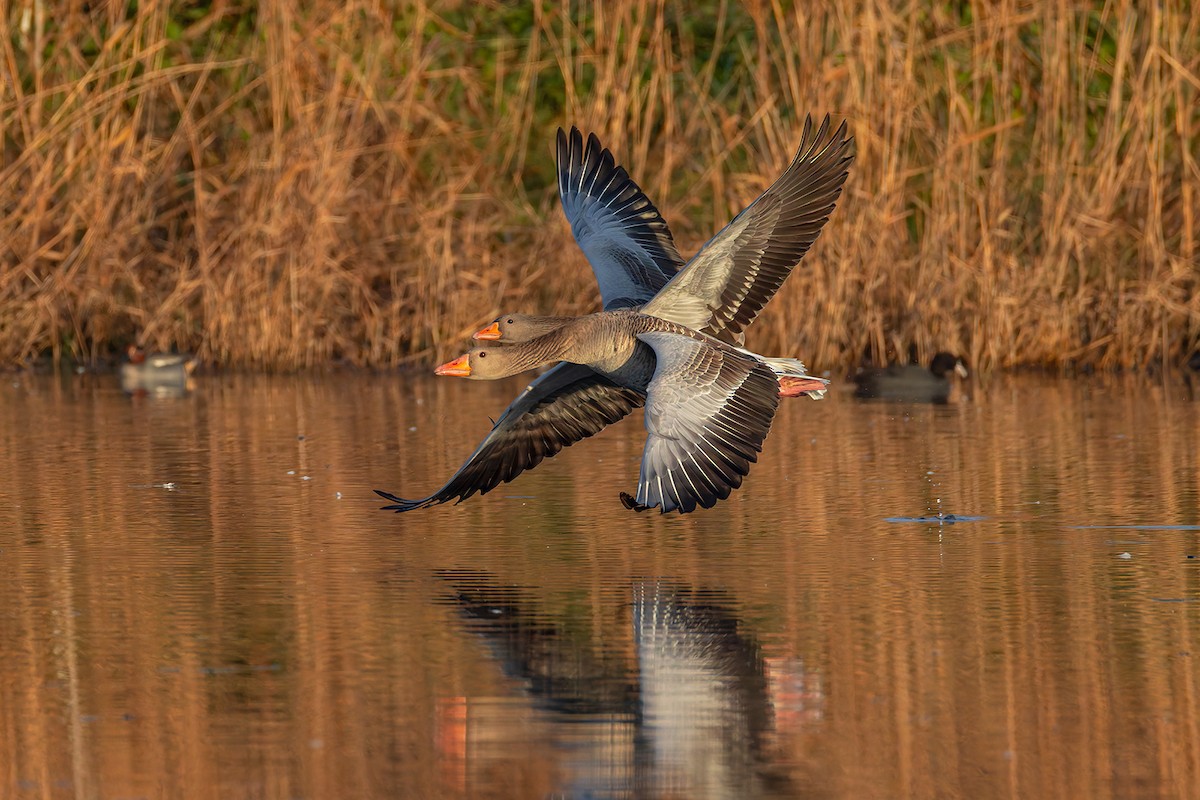 Graylag Goose - ML646681299