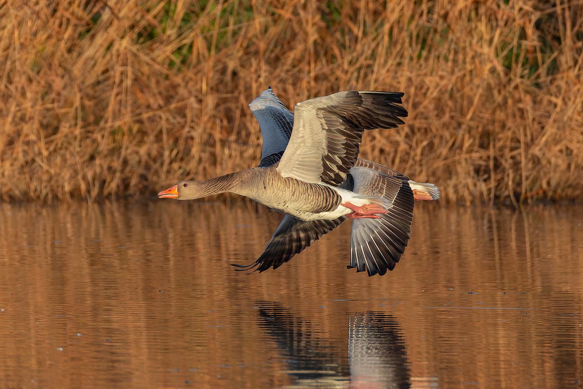 Graylag Goose - ML646681300