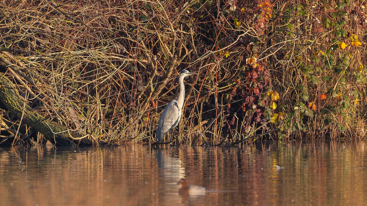 Gray Heron - ML646681303
