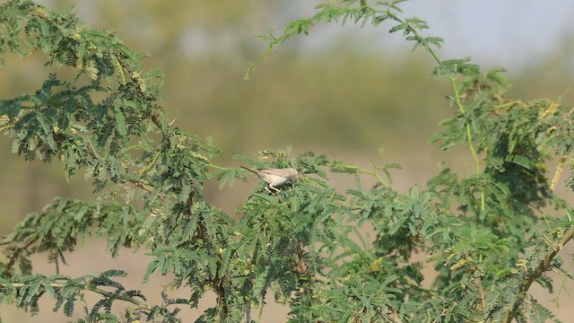 Curruca Enana - ML646681304