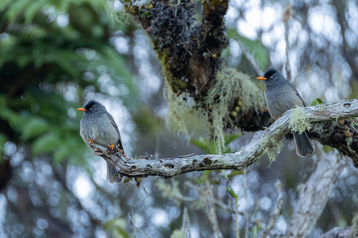 Reunion Bulbul - ML646681305