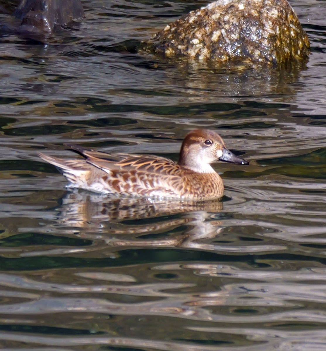 Baikal Teal - ML646681307