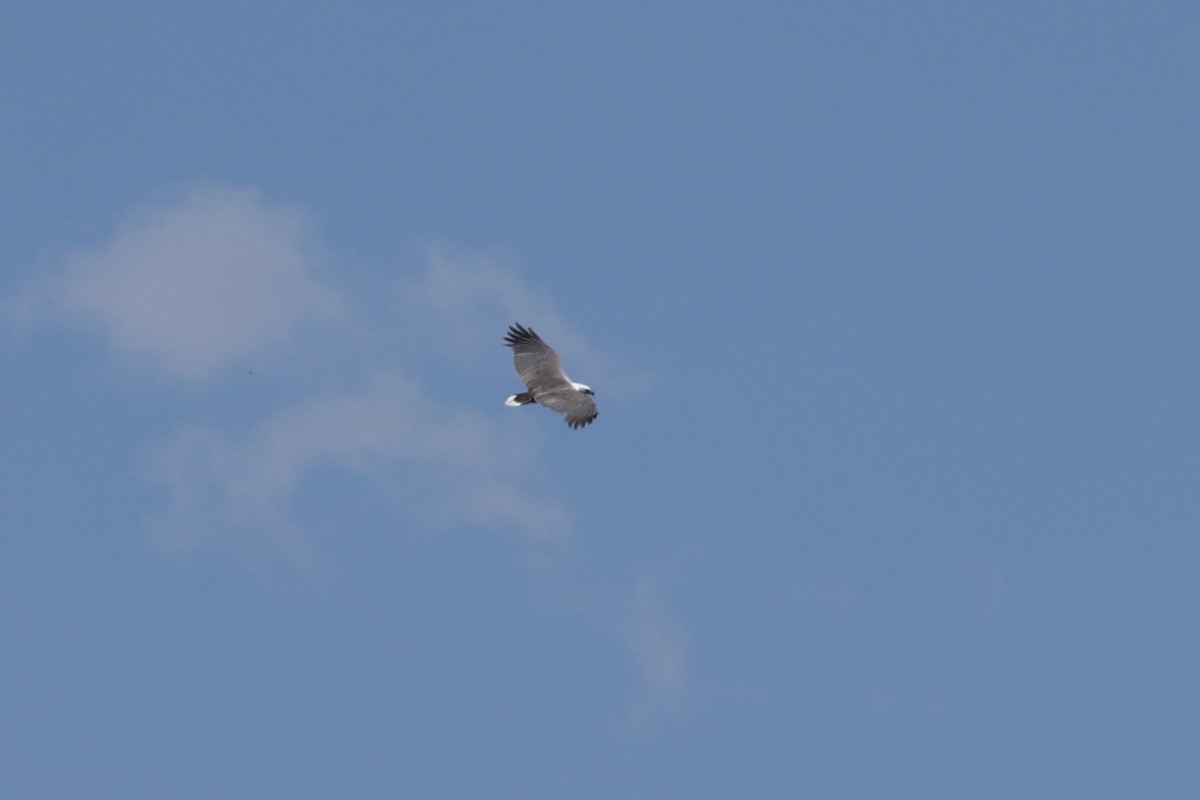 White-bellied Sea-Eagle - ML646681308