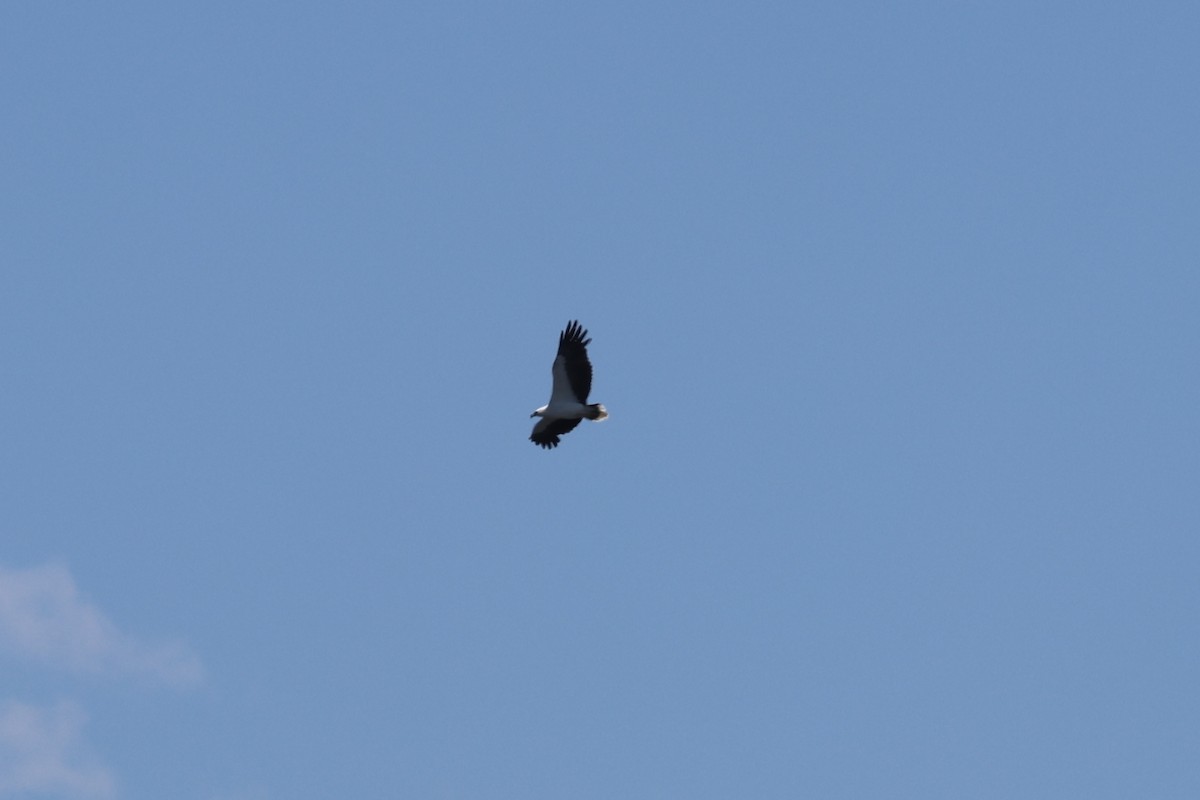 White-bellied Sea-Eagle - ML646681309