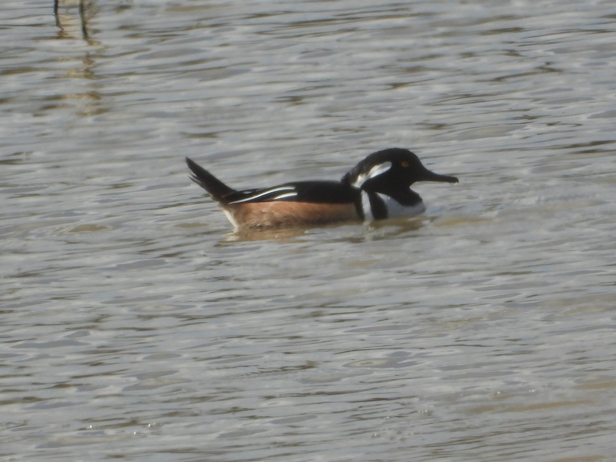 Hooded Merganser - ML646681310