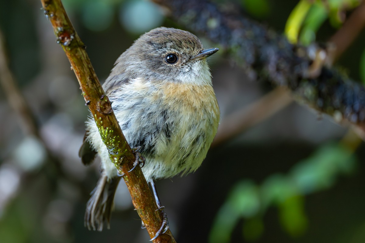 Reunion Stonechat - ML646681311