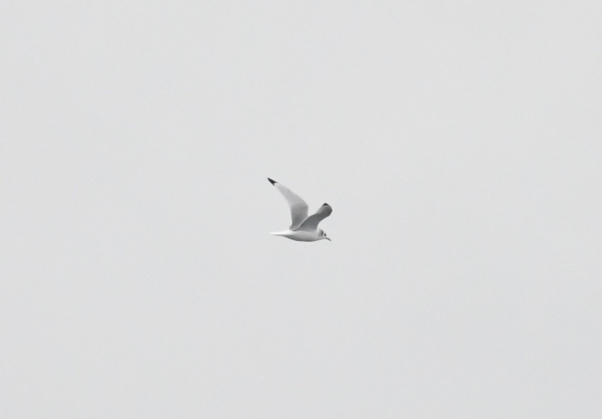 Black-legged Kittiwake - ML646681312