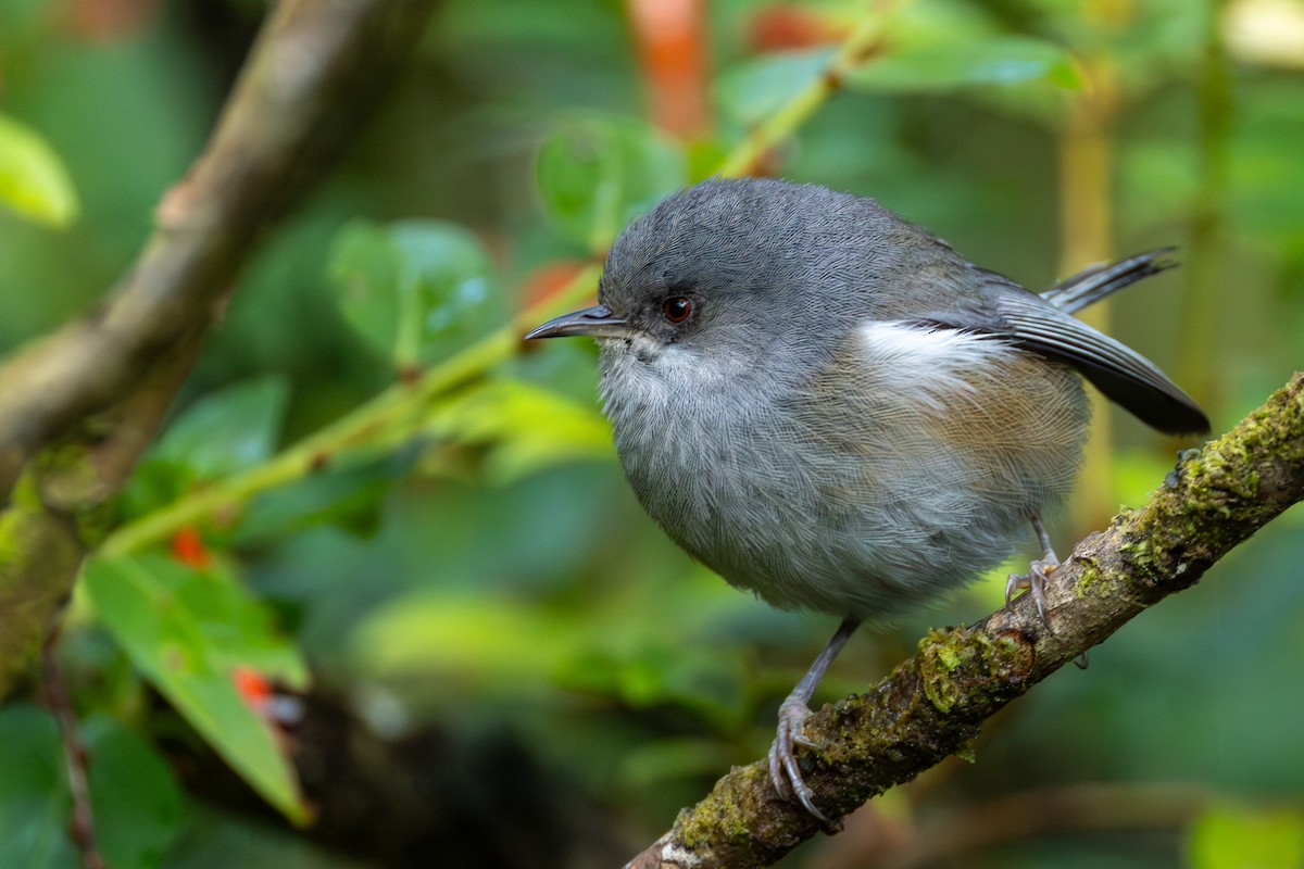 Reunion Gray White-eye - ML646681313