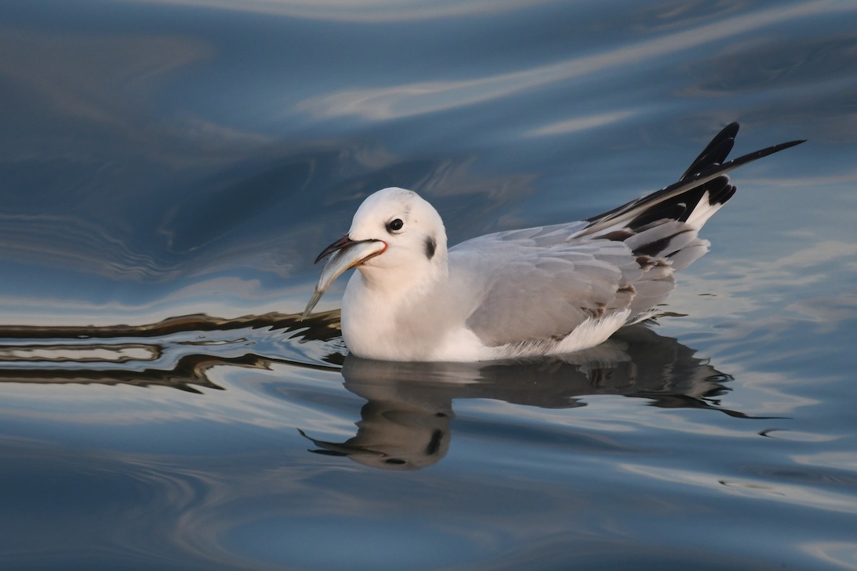 Bonaparte's Gull - ML646681314