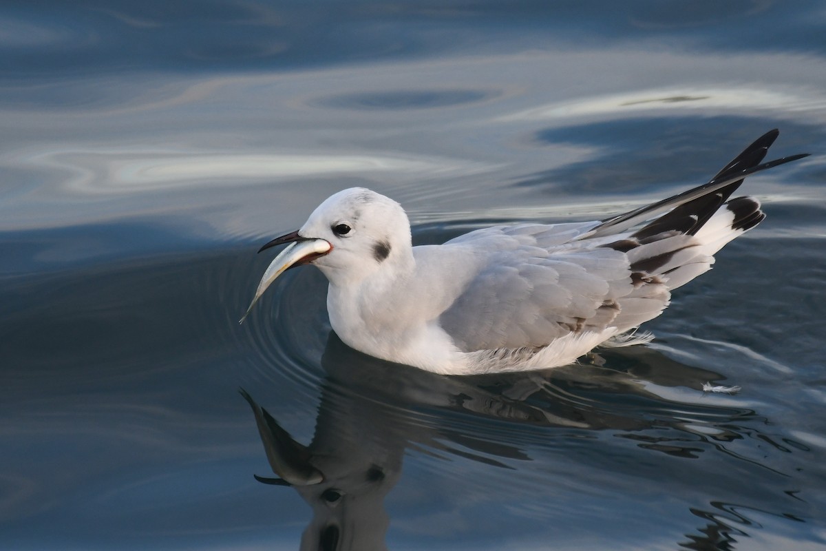Bonaparte's Gull - ML646681315
