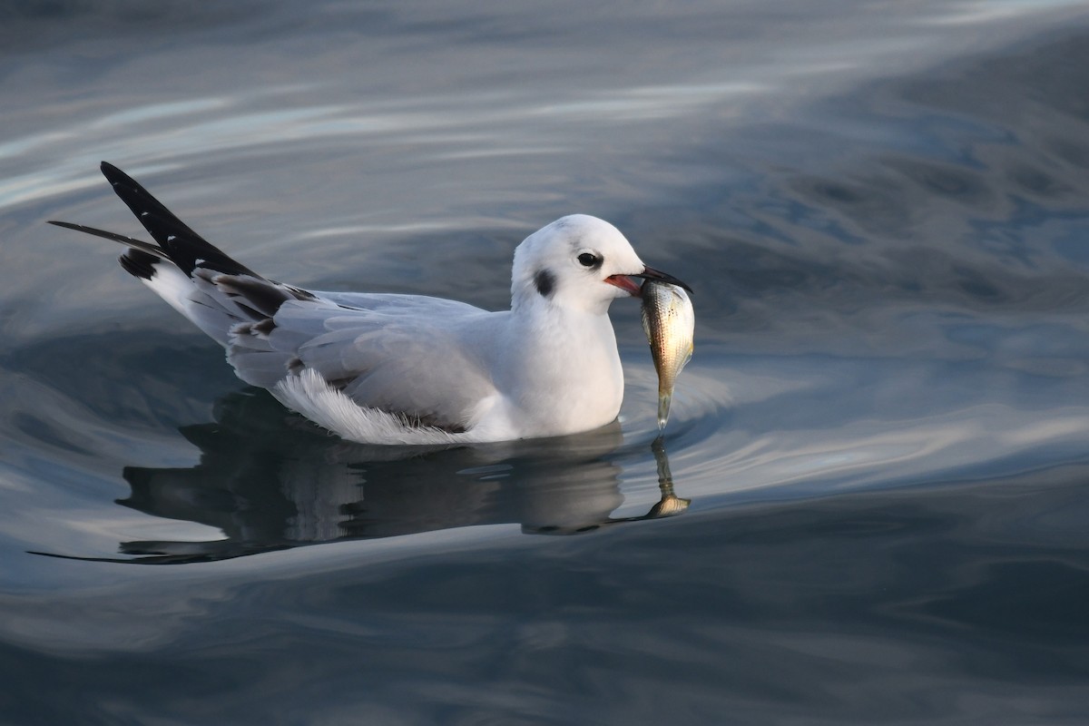 Bonaparte's Gull - ML646681316