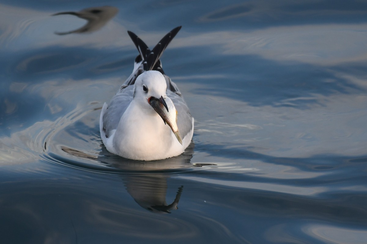 Bonaparte's Gull - ML646681317