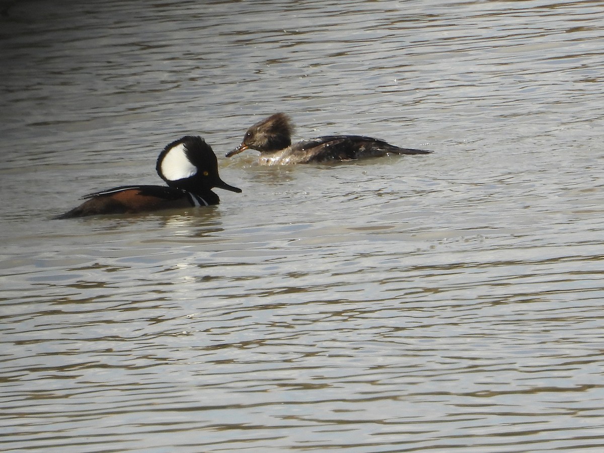 Hooded Merganser - ML646681318