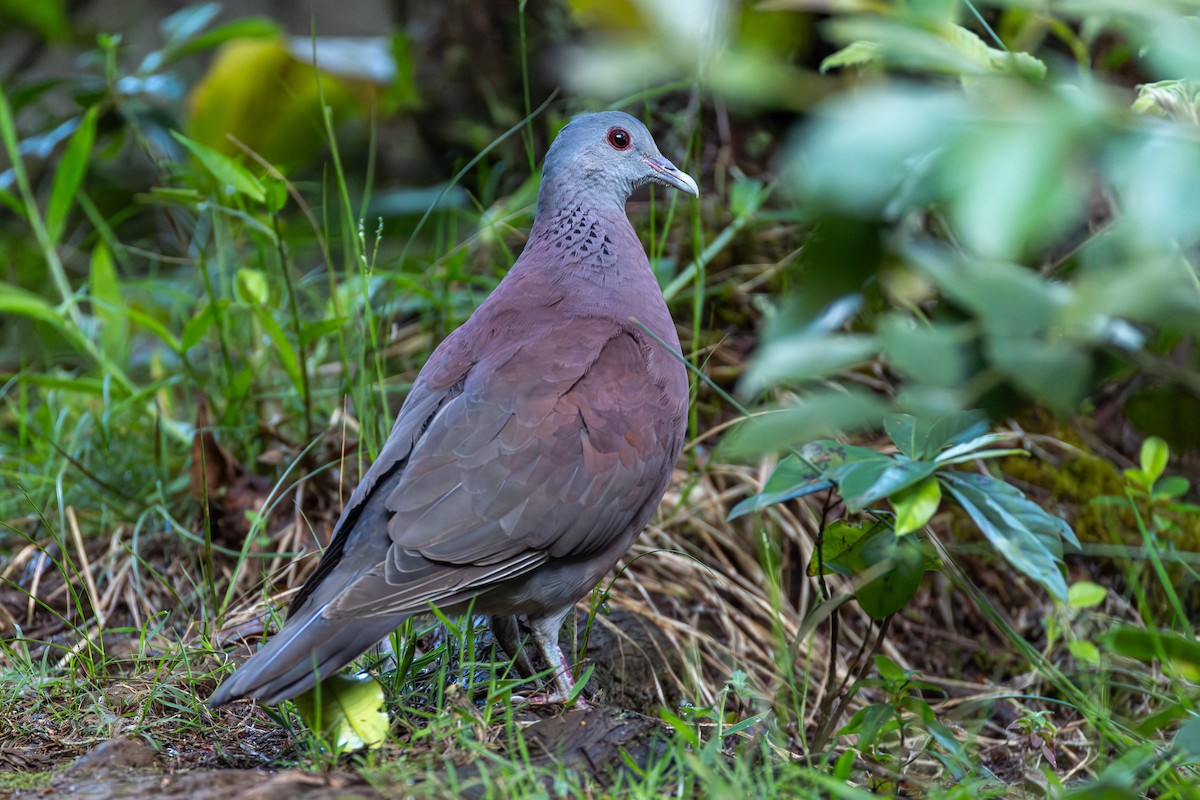 Malagasy Turtle-Dove - ML646681319