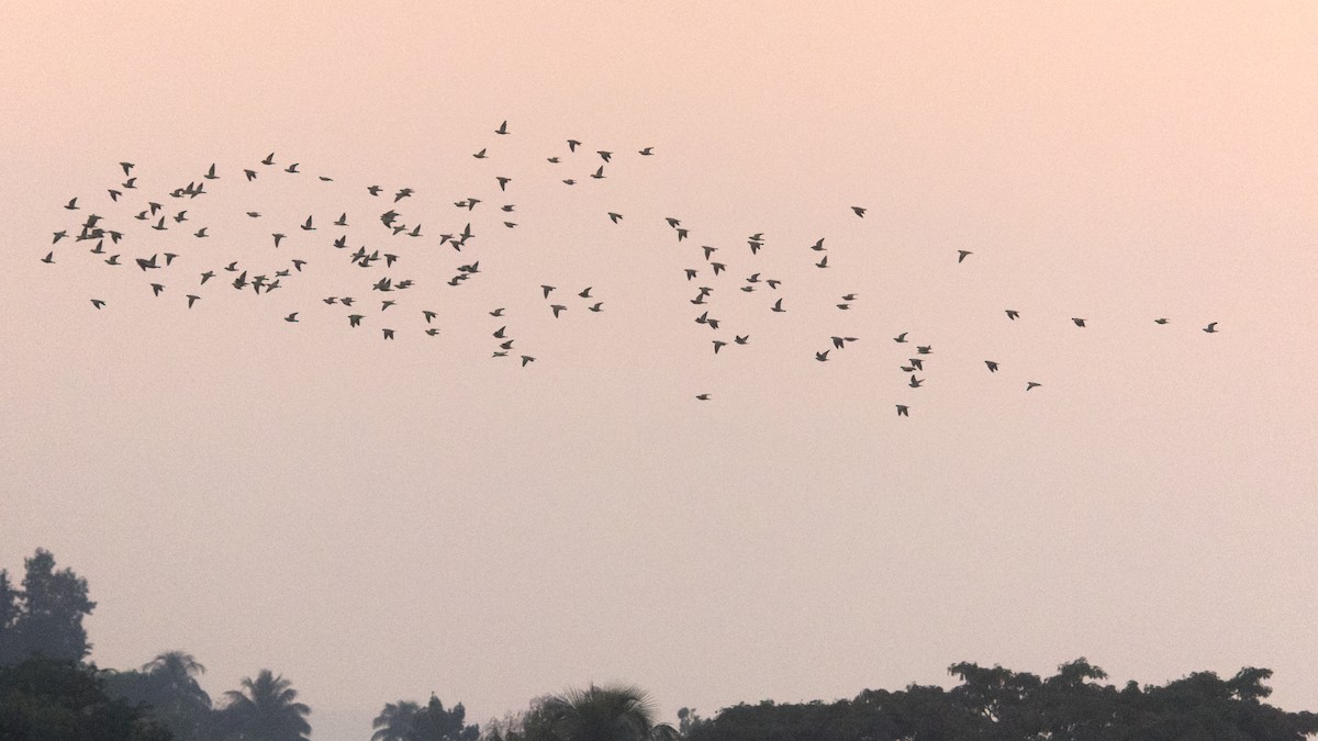 Yellow-footed Green-Pigeon - ML646681321