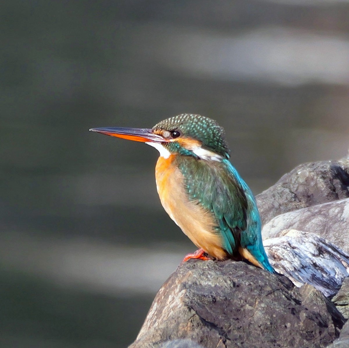 Common Kingfisher - ML646681322