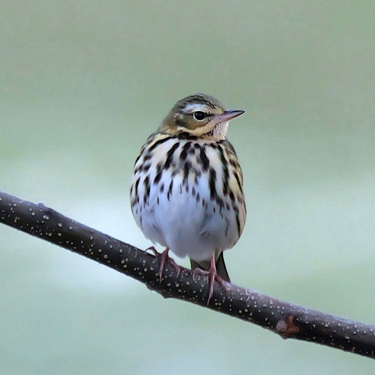 Olive-backed Pipit - ML646681330