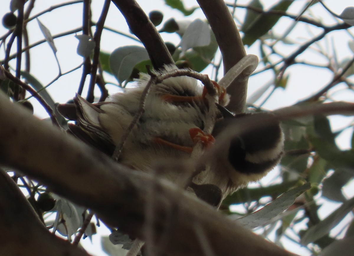 Kara Gıdılı Balkuşu - ML646681331