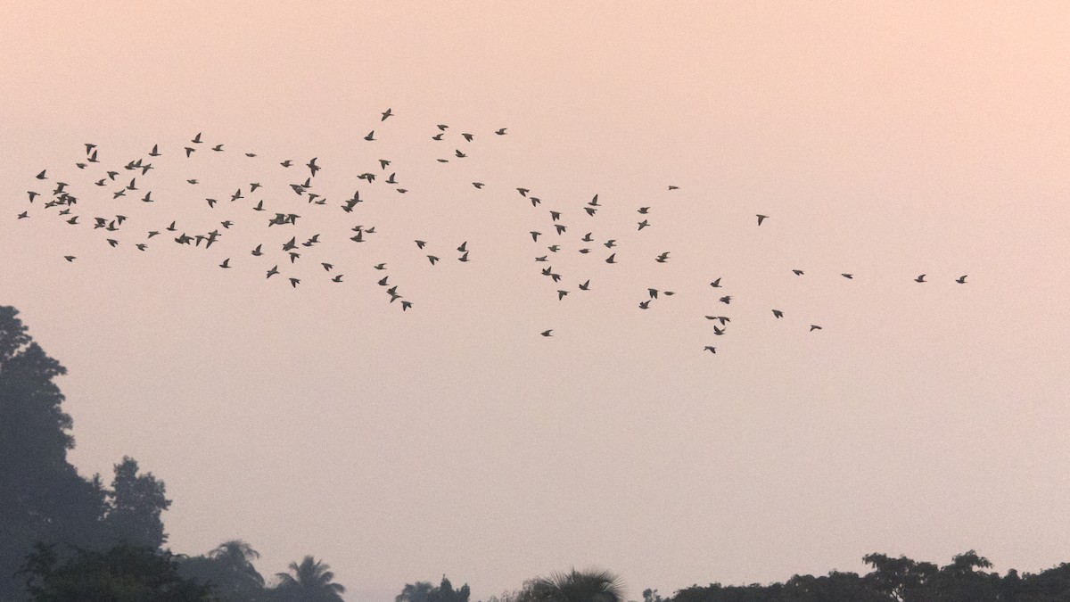 キアシアオバト - ML646681332