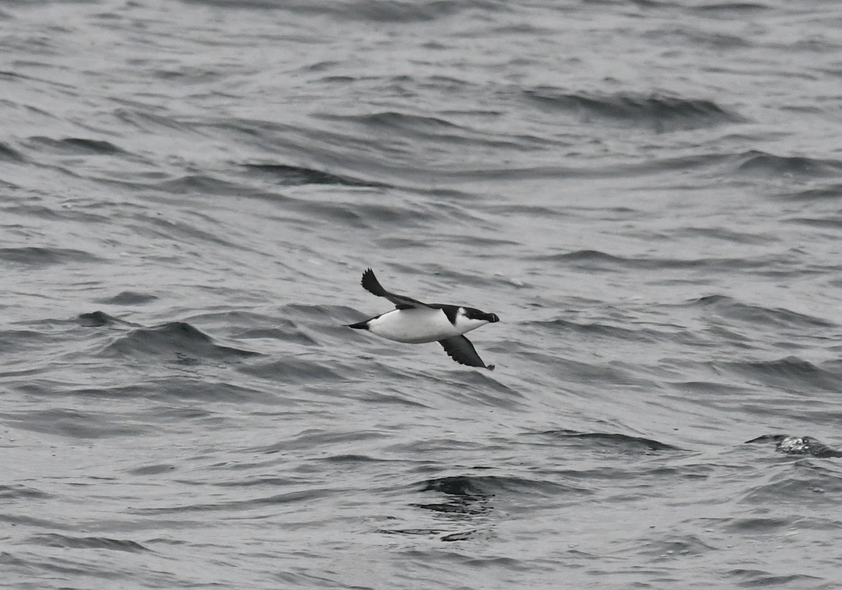 Tordalk - ML646681333