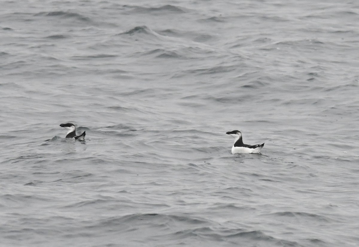 Tordalk - ML646681334