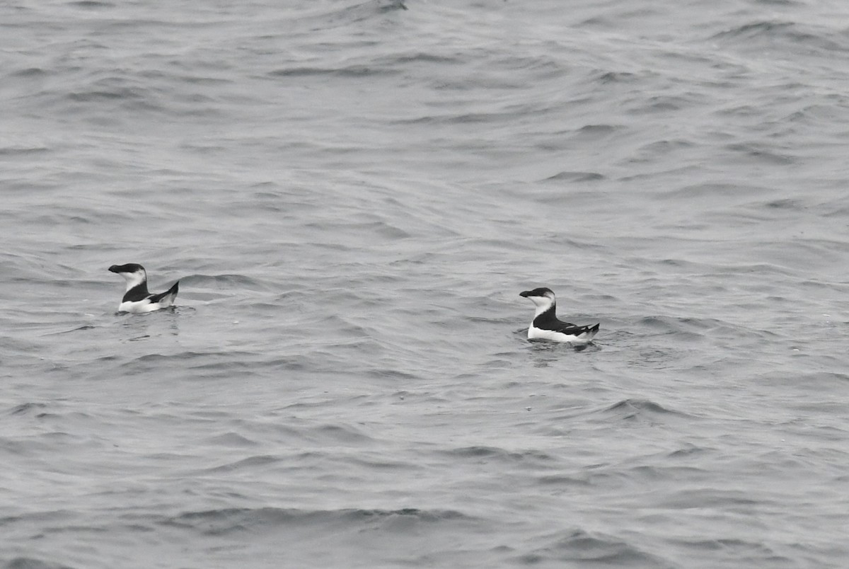 Tordalk - ML646681335