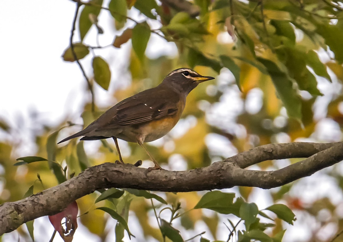 Eyebrowed Thrush - ML646681336