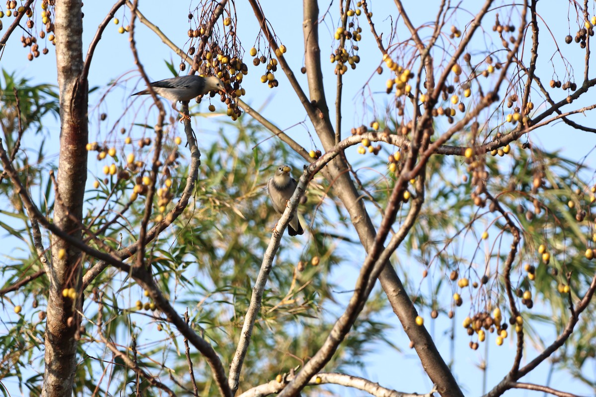 Red-billed Starling - ML646681337