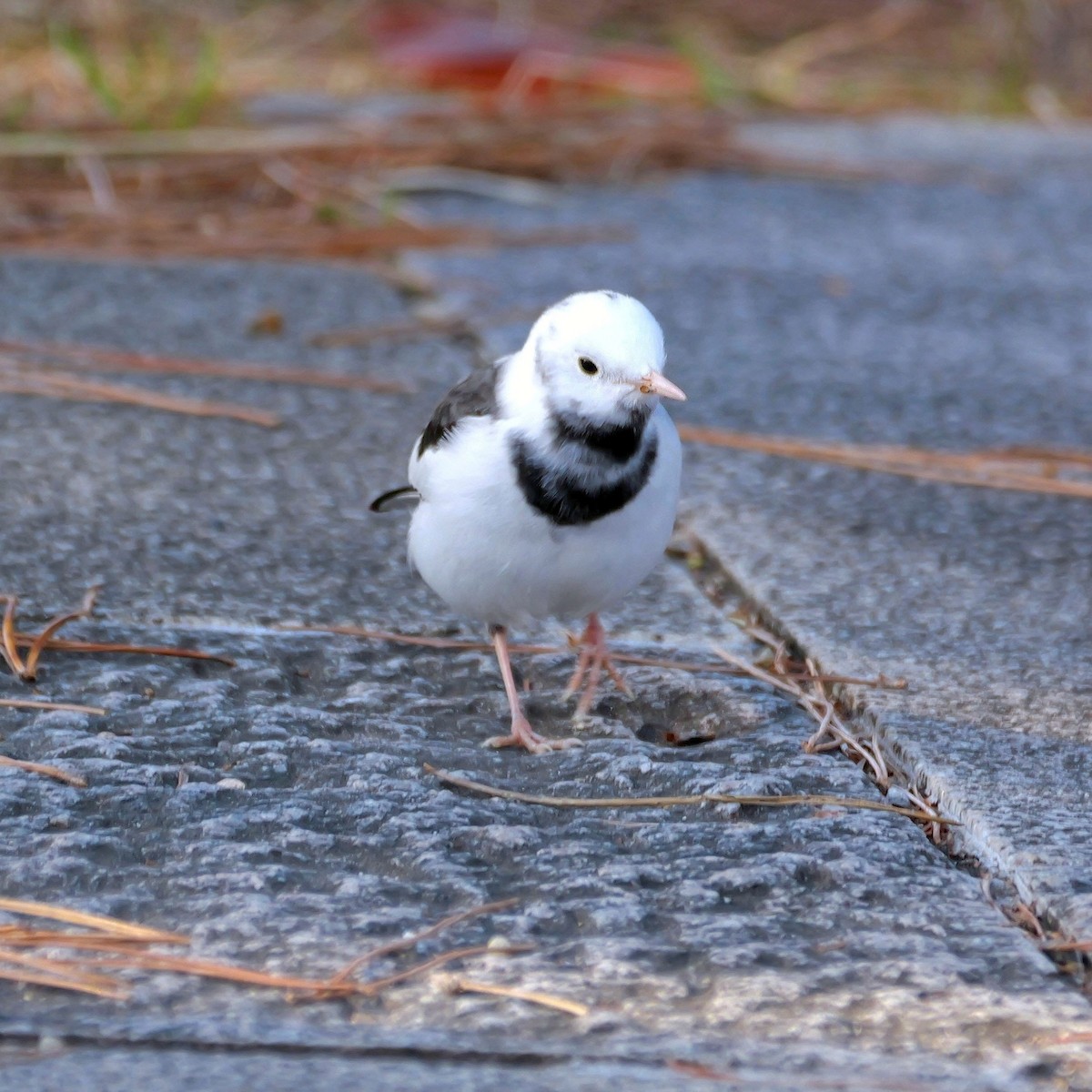 Japanese Wagtail - ML646681350