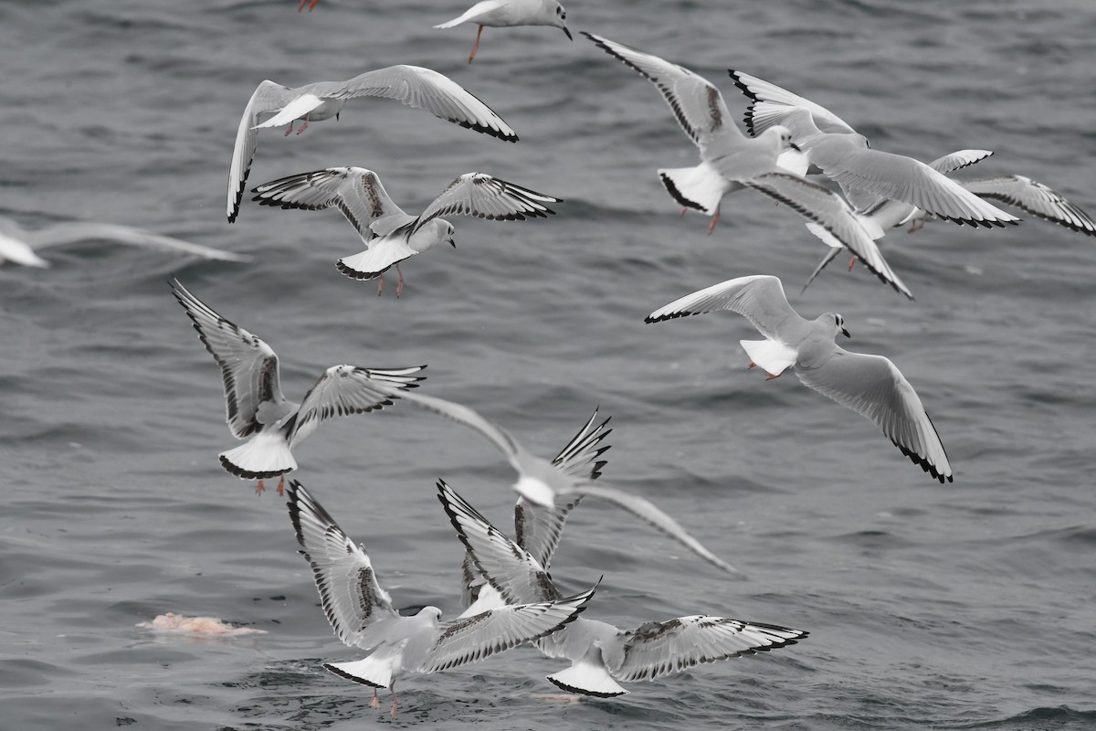 Bonapartemöwe - ML646681351