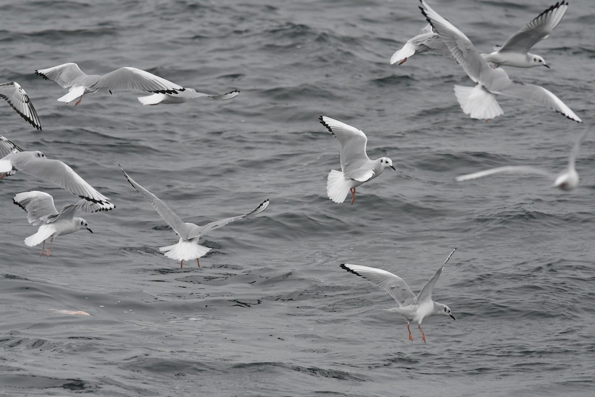 Küçük Karabaş Martı - ML646681352