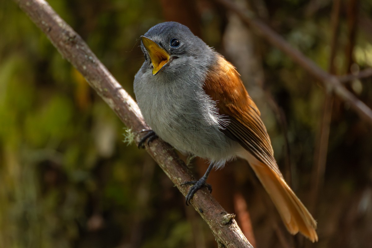 Maskarenya Monarkı - ML646681353