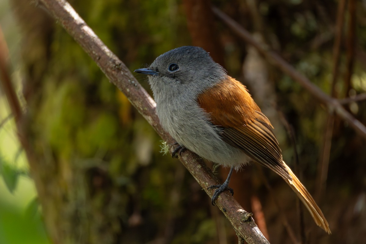 Maskarenya Monarkı - ML646681354