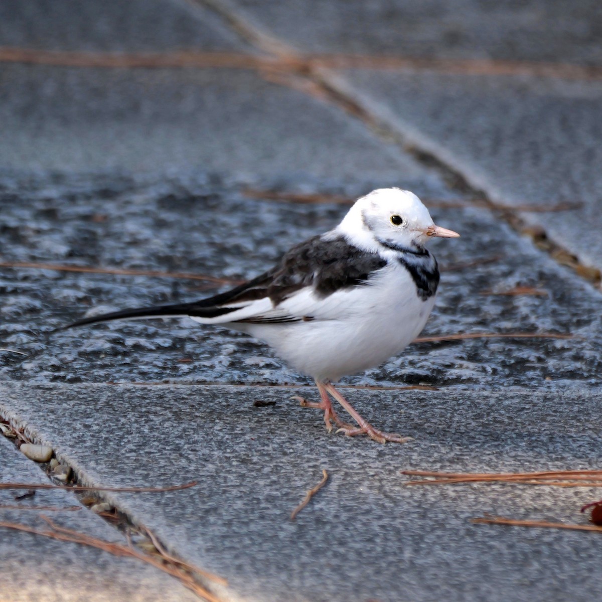 Japon Kuyruksallayanı - ML646681356