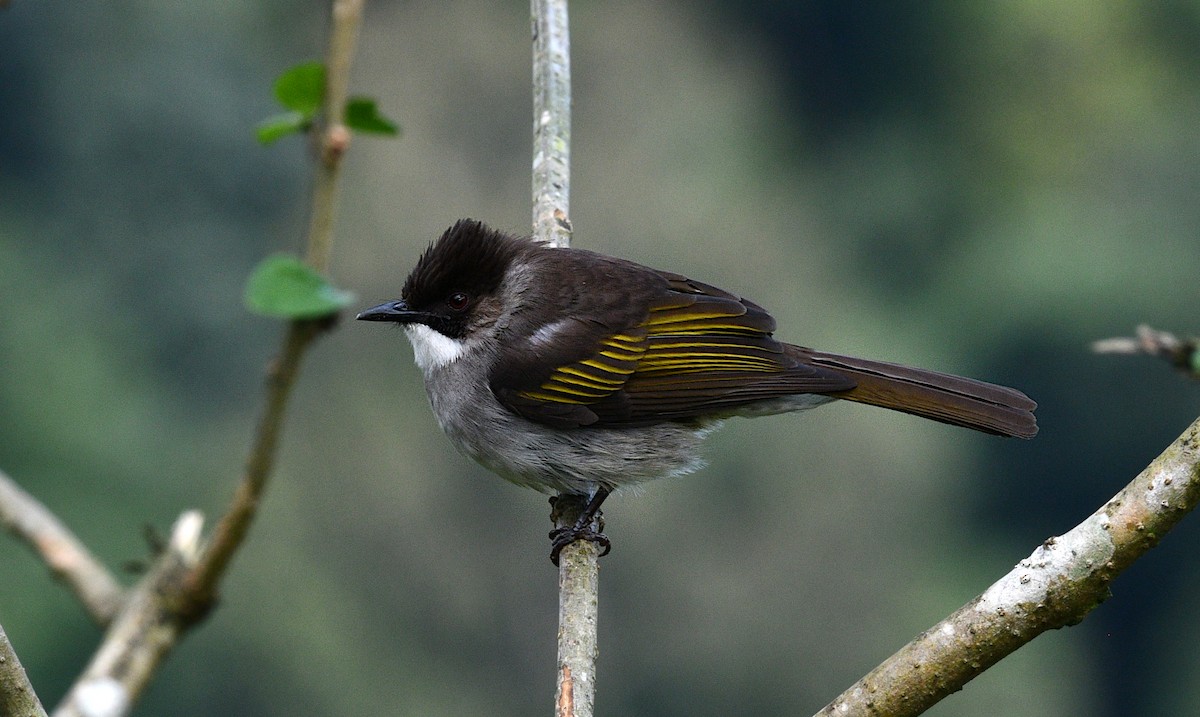 Kül Rengi Arapbülbülü - ML646681357