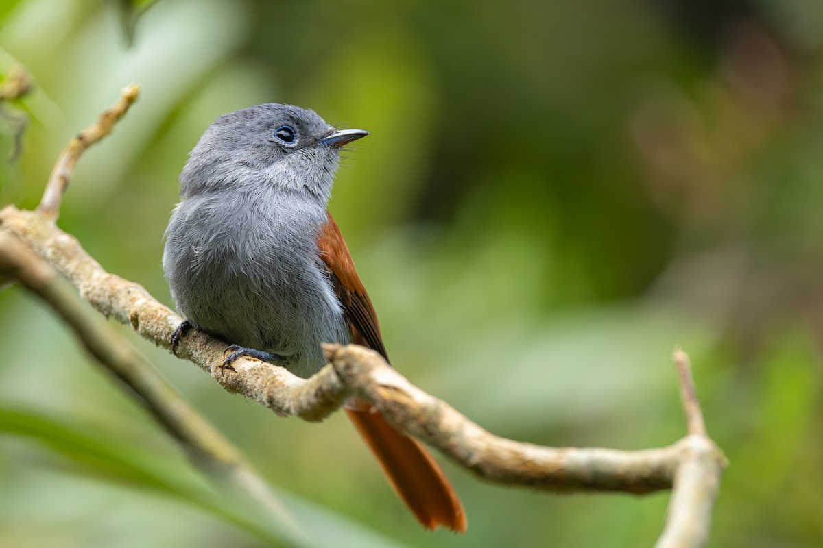 Maskarenya Monarkı - ML646681358