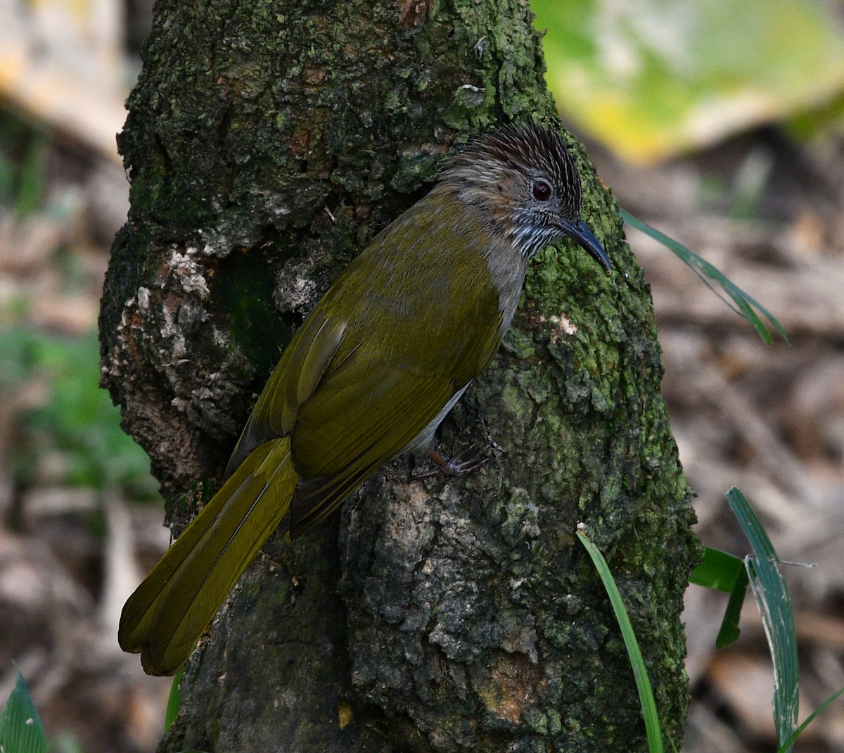 Mcclelland Arapbülbülü - ML646681359